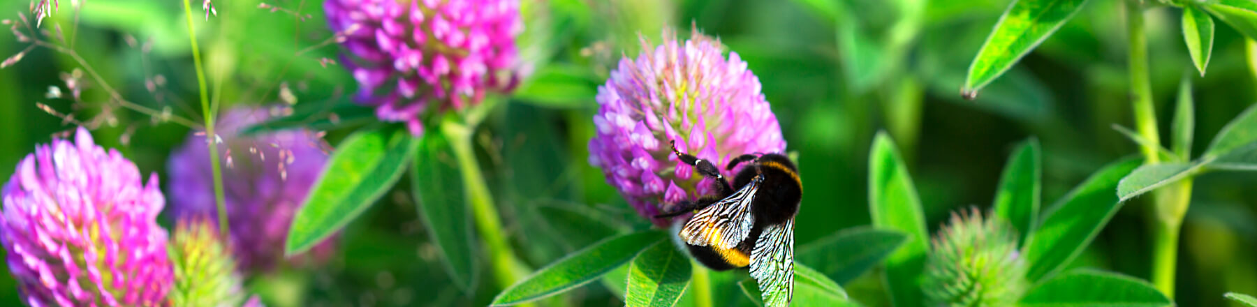 Circulair ondernemen ondersteunt de biodiversiteit